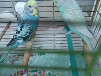Evcil muhabbet kuşu