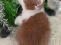 British shorthair kediğiği sahiplendirme
