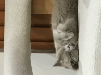 KEDİMİZE ÖMÜRLÜK YUVA ARANIYOR