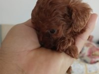 Kore toy poodle