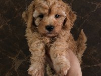 Uygun vasıflı safkan poodle