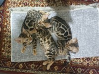 Küçük kaplan kediler