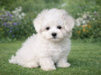 A KALİTE GERÇEK MALTESE TERRİER KÖPEKLER