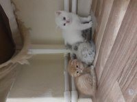 Safkan orjinal british shorthair yavrular