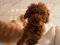 2 Erkek poodle