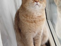 British Shorthair Erkek Yavru
