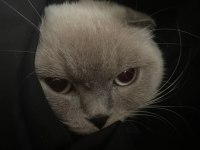 Scottish Fold Blue Point Kedisi