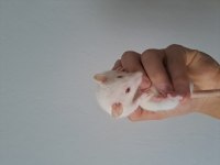 Rat Faresi Çift