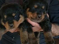 Rottweiler yavru köpekler