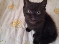 Scottish Fold Ve British Shorthair Yavruları Özel Renkler