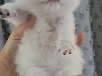 Silver ns11 dişi full şecereli british shorthair