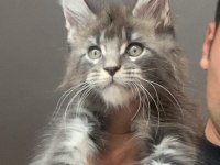 Xxxl Erkek Ufak Vaşak Gibi Maine Coon