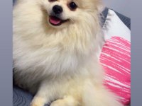 Yavru Dişi Pomeranian Beyaz Bursa