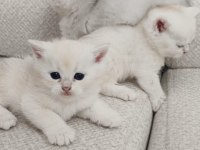 British shorthair kediler