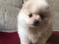 Orjinal Kendi Dişi Yavrumuz Pomeranian