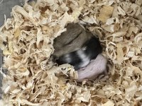 Hamster (Ataşehir)