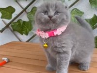 Scottish fold 2 aylık dişi