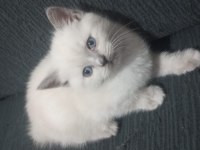 Minik kediler