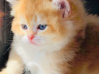 A kalite BRİTİSH SHORTHAİR GOLDEN yavrular