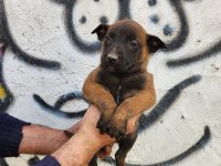 Belçika kurdu köpeği