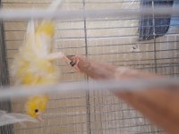 İtalyan kıvırcığı fiorino kanarya uygun verilecek