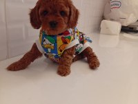 TOY POODLE ANNE ALTINDAN KALİTELİ