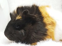 İstanbul Bağcılar sahibinden ginepig