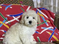 Şahane Maltipoo Patiler
