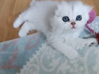 Mükemmel sıfır kulak scottish fold longhair bebeğim