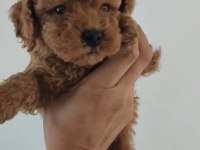 Kore Ve Toy Poodle Yavrularımız