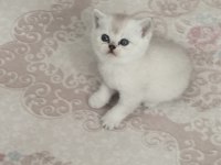 2 aydan küçük british shorthair yavrular