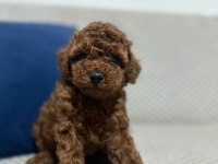 KORE RED BROWN TOY POODLE YAVRULAR