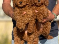 Petmode köpek çiftliğinde ziyarete açık toy poodle