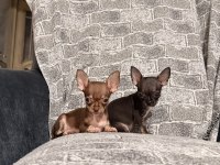 KG GARANTİLİ TEACUP CHİHUAHUA BEBEKLER