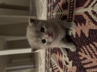 British shorthair duman bey sahibini bekliyor