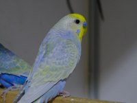 Rainbow Muhabbet Kuşları