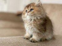 En nadir ırk golden ny11 british longhair