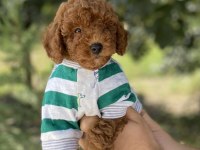 Toy Poodle Bebeklerim