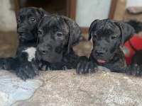 Şecereli blender cane corso 3,5 aylık yavrular
