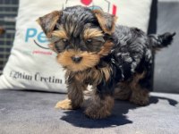 Wc eğitimli  tea cup yorkshire terrier 