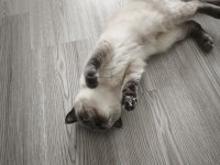Ev Ortamında Büyümüş Aşıları Tam Kedimiz
