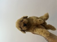 Irk Ve Sağlık Garantili Orjinal Kore Poodle Bebekler