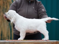 Golden Retriever Kapıda Ödeme Hizmetimiz Vardır