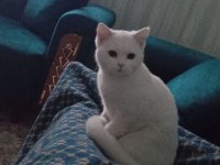 9 Aylık british shorthair Kızım Mia ya Yuva Arıyoruz