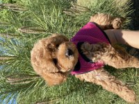 Poodle Güzel Yavrum