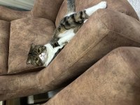 Scottish fold