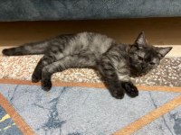 3 aylık dişi british shorthair tuvalet eğitimi vardır