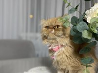 Dişi Persian