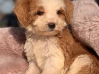 Mini Labradoodle Yavrular
