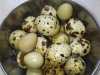 Bıldırcın yumurtası